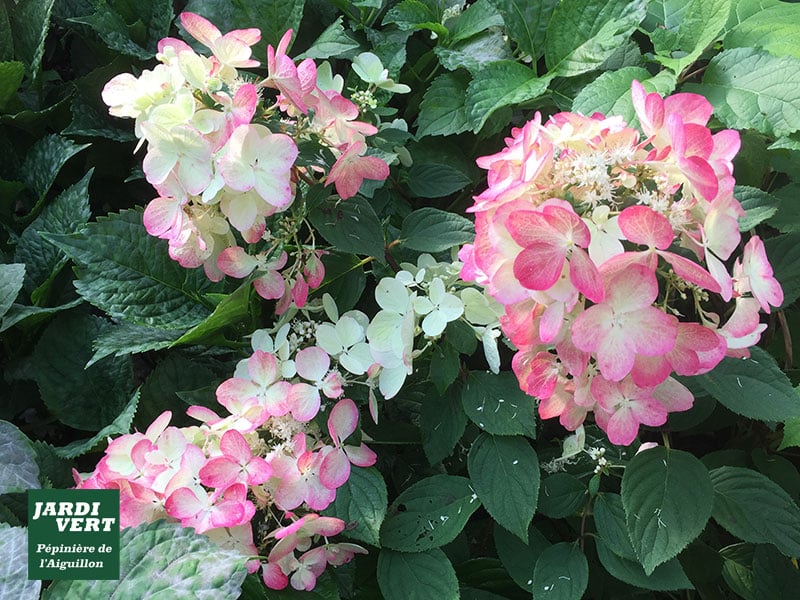Gros plan d'hortensias roses et blancs éclatants au milieu de feuilles vertes sombres. Logo "JARDÍ VERT Pépinière de l'Aiguillon" visible.