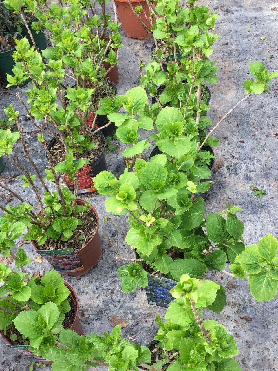 Jeunes hortensias en pots avec feuillage vert vif, prêts à être vendus. Les étiquettes montrent 'HORTENSIA FREUDENSTEIN' et des fleurs bleues.
