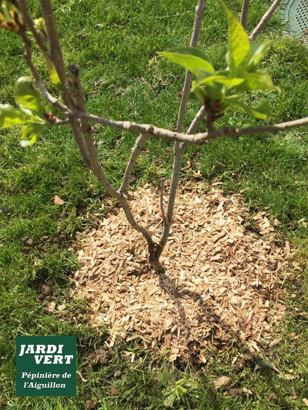 Jeune arbre en croissance avec feuilles vertes, paillage de copeaux de bois au pied, et gazon. Logo : Jardi Vert Pépinière de l'Aiguillon.