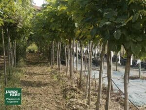 Rangées d'arbres jeunes avec de grandes feuilles vertes dans une pépinière. Logo JARDI VERT Pépinière de l'Aiguillon.