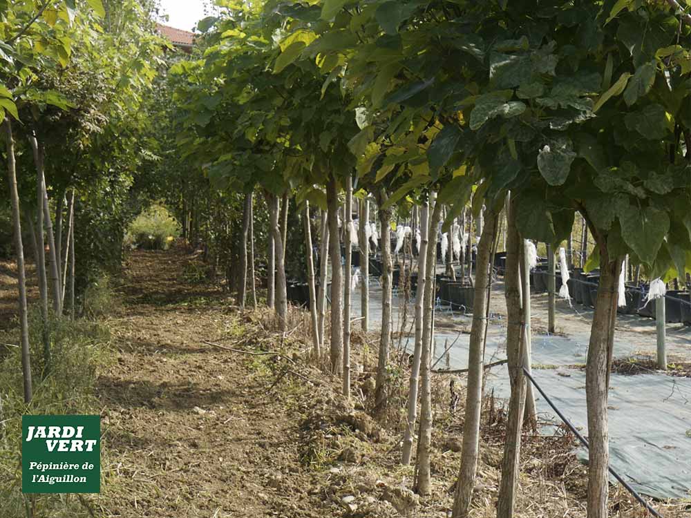 Rangées d'arbres jeunes avec de grandes feuilles vertes dans une pépinière. Logo JARDI VERT Pépinière de l'Aiguillon.