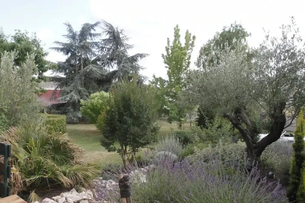 Jardin méditerranéen luxuriant avec cèdres, oliviers centenaires, lavande violette, palmiers et pelouse. Toit rouge visible.