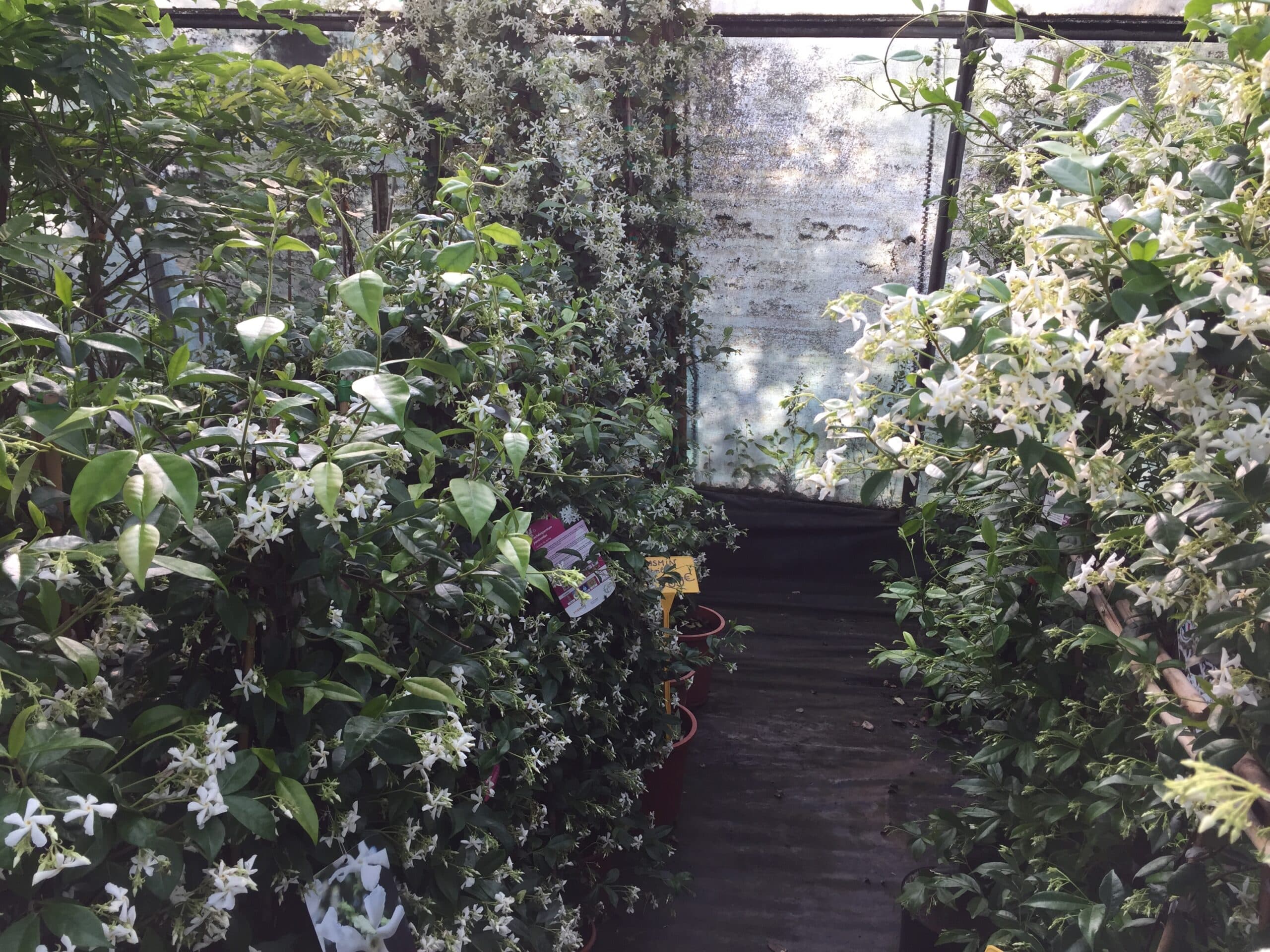 Allée bordée de jasmins en fleur dans une serre lumineuse. Les plantes sont luxuriantes avec des fleurs blanches étoilées. Étiquette "JASMIN".