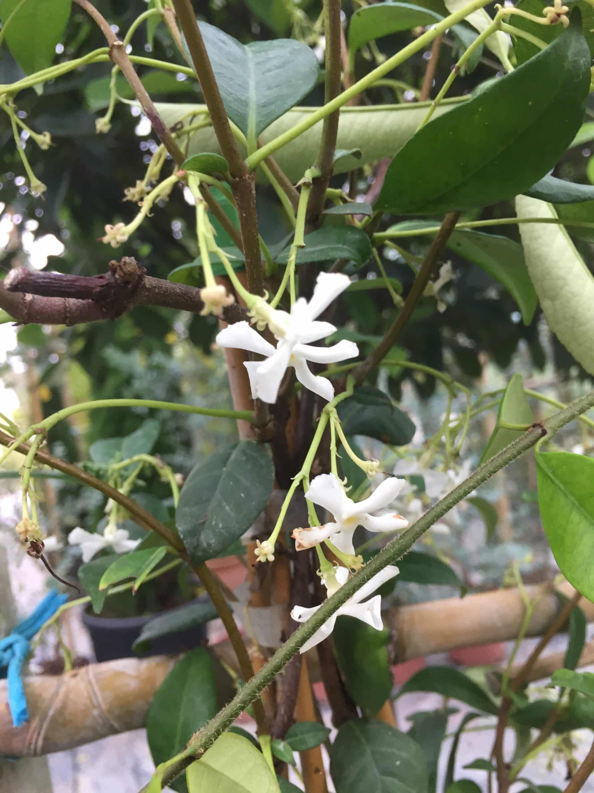 Fleurs blanches étoilées d'un jasmin grimpant, avec des feuilles vert foncé, s'enroulant autour d'un support en bambou.