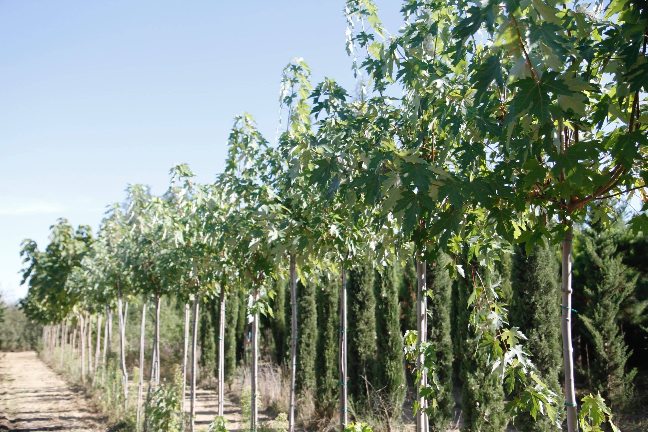 Alignement de jeunes érables à feuilles vertes en pleine croissance dans une pépinière sous un ciel bleu dégagé, avec des cyprès en arrière-plan.