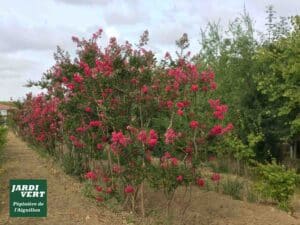 Ligne de lagerstroemias (myrtes crêpe) roses vifs en pépinière. Logo JARDI VERT Pépinière de l'Aiguillon.