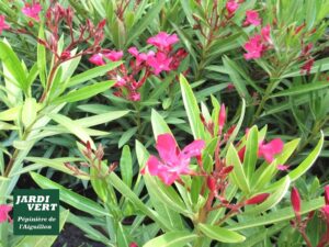 Nerium oleander rose vif avec feuilles panachées, publicité Jardi Vert Pépinière de l'Aiguillon.