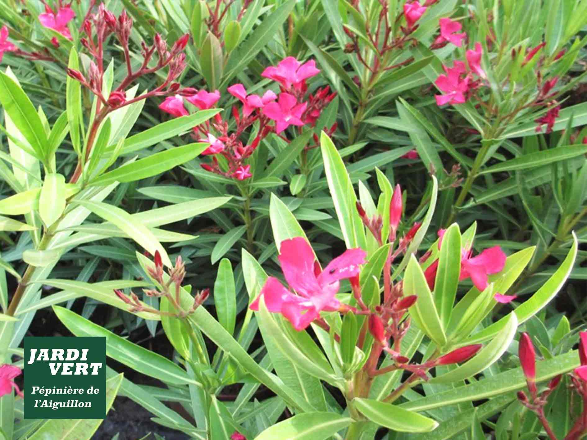 Nerium oleander rose vif avec feuilles panachées, publicité Jardi Vert Pépinière de l'Aiguillon.