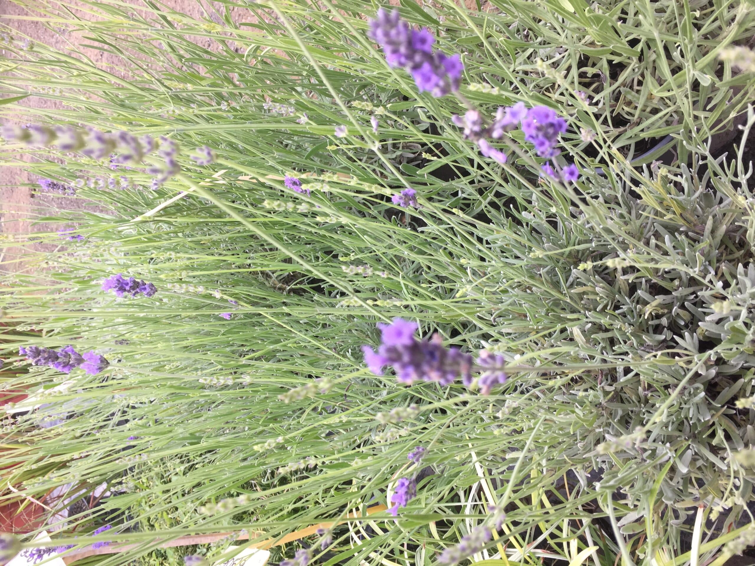 Gros plan de plantes de lavande luxuriantes avec des fleurs violettes éclatantes et un feuillage vert-argenté, évoquant la fraîcheur.