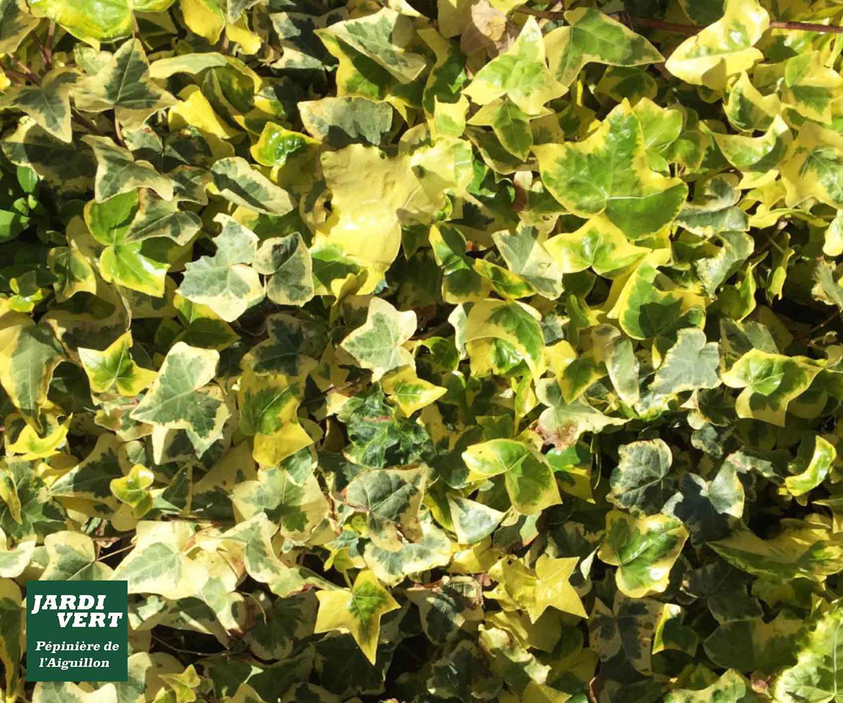 Feuillage dense et lumineux de lierre panaché vert et jaune. Texte sur fond vert : JARDI VERT, Pépinière de l'Aiguillon.