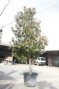 Magnolia grandiflora en pot de pépinière, feuillage vert foncé et brun, devant des hangars et un camion blanc.