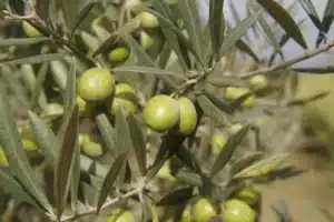 Rameau d'olivier chargé d'olives vertes et rondes au soleil. Feuillage dense et insecte discret sur une branche.