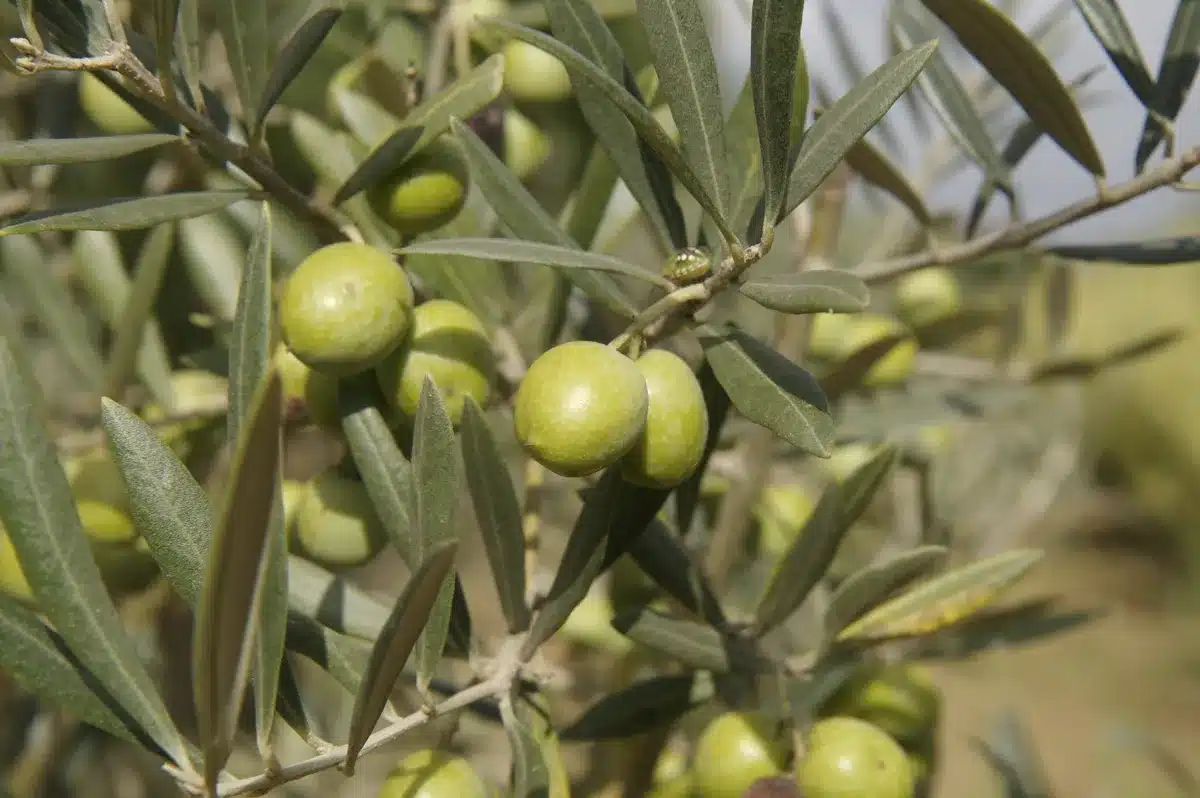 Rameau d'olivier chargé d'olives vertes et rondes au soleil. Feuillage dense et insecte discret sur une branche.