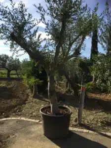 Grand olivier en pot noir avec système d'irrigation, dans un jardin méditerranéen ensoleillé sous un ciel bleu.