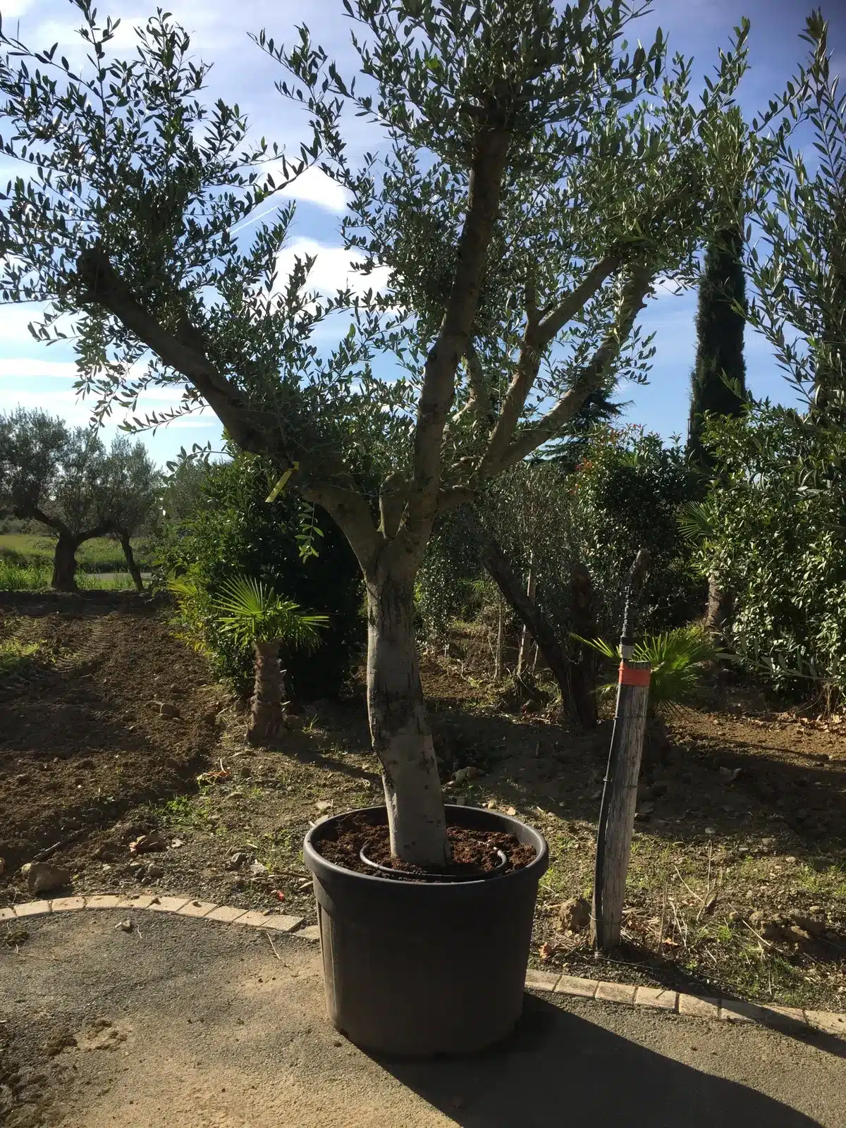 Grand olivier en pot noir avec système d'irrigation, dans un jardin méditerranéen ensoleillé sous un ciel bleu.