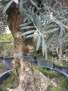 Tronc d'olivier noueux avec écorce texturée et feuillage argenté, attaché par un ruban bleu dans un pot de pépinière.