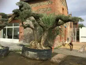Vieux oliviers massifs en pots devant un bâtiment en briques et pierres avec le texte "SOINS PAVES". Un chien s'éloigne sur la cour pavée.