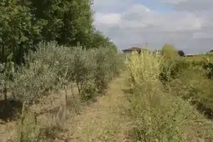 Allée d'oliviers avec olives vertes et végétation variée sur sol sec. Bâtiment rural et arbres en arrière-plan sous ciel nuageux.