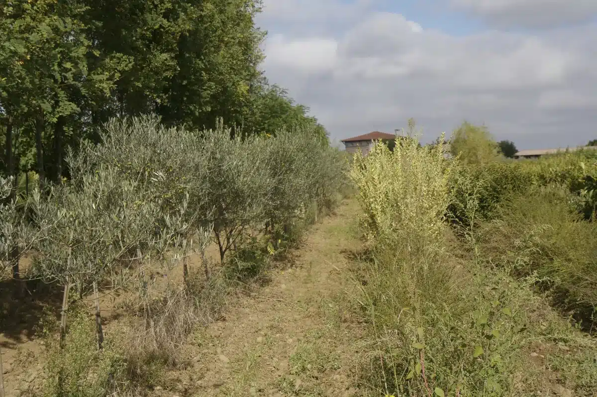 Allée d'oliviers avec olives vertes et végétation variée sur sol sec. Bâtiment rural et arbres en arrière-plan sous ciel nuageux.