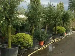 Ligne d'oliviers en pots alignés dans une pépinière extérieure. Le sol est humide et des tuyaux d'arrosage jaunes sont visibles.