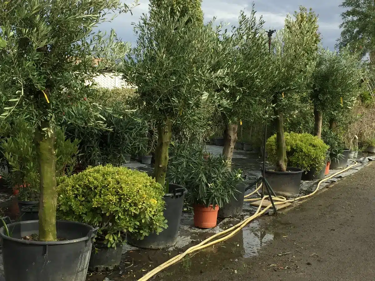Ligne d'oliviers en pots alignés dans une pépinière extérieure. Le sol est humide et des tuyaux d'arrosage jaunes sont visibles.