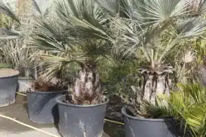 Plusieurs palmiers bleus en éventail en pots noirs, avec leurs troncs épais et feuillage dense, dans une pépinière.