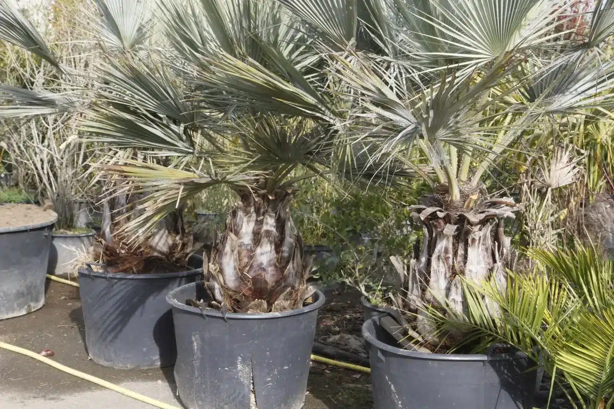 Plusieurs palmiers bleus en éventail en pots noirs, avec leurs troncs épais et feuillage dense, dans une pépinière.