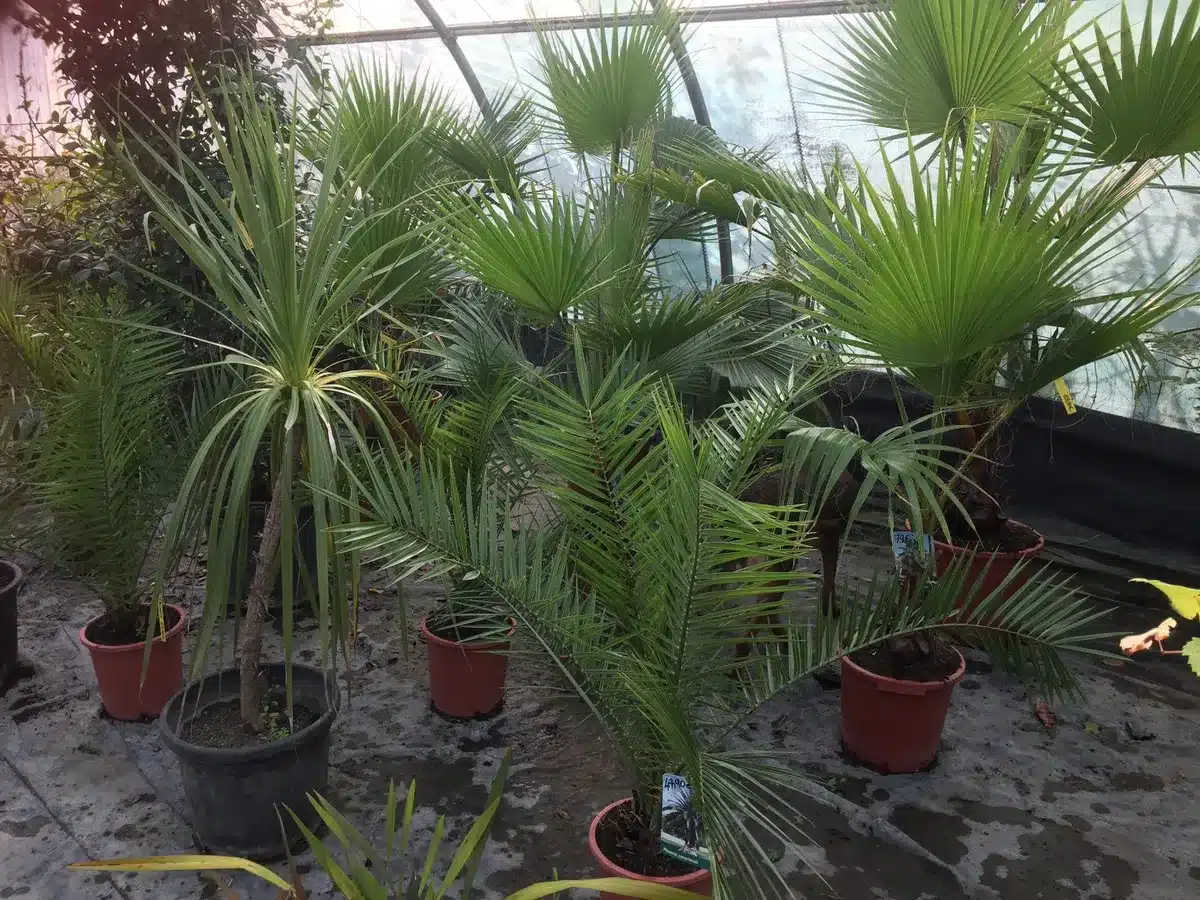 Serre avec divers palmiers en pot : palmiers éventail, dattiers et plantes tropicales. Un grand palmier queue de cheval au centre.