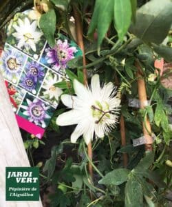 Passiflore blanche fleurie sur tuteur en bambou. L'étiquette propose des variétés colorées. Logo Jardi Vert Pépinière de l'Aiguillon.