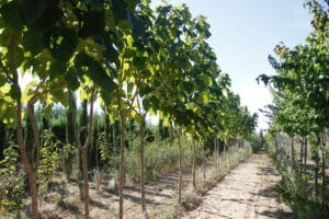 Jeunes paulownias alignés dans une pépinière, feuillage vert clair sous un ciel bleu éclatant, sentier de terre.