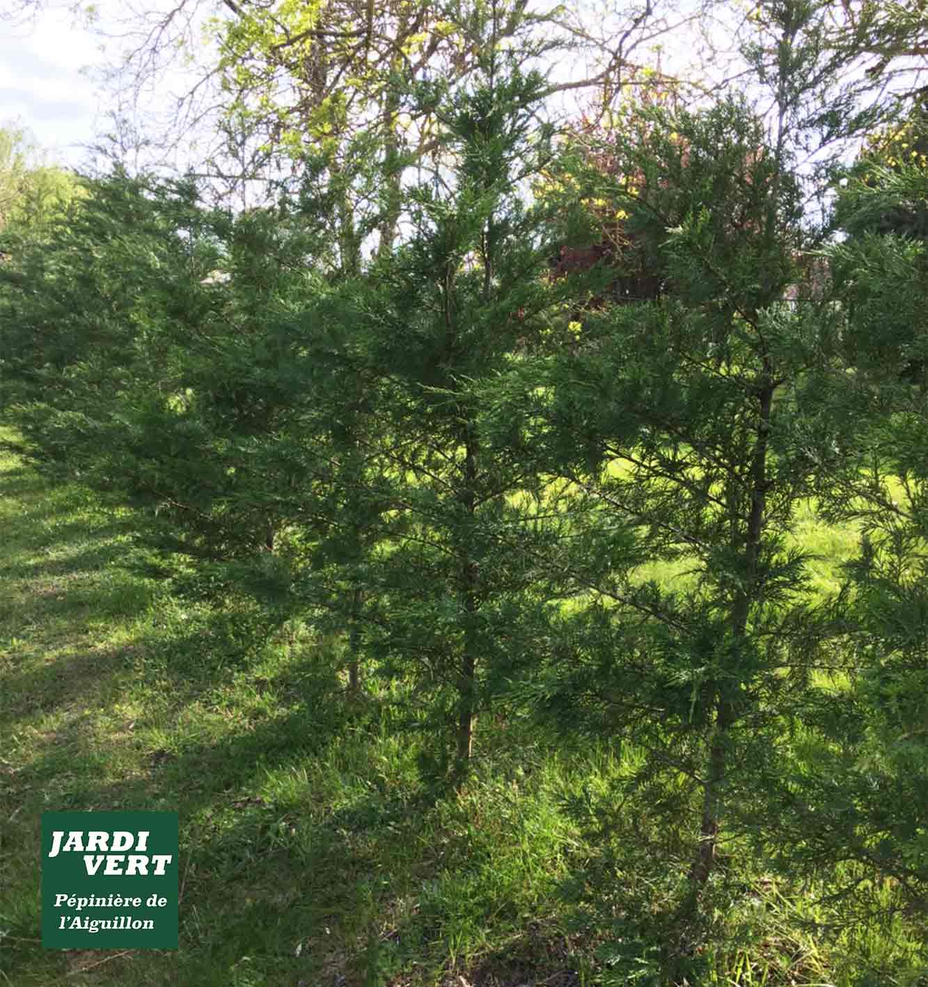 Rangée de jeunes conifères verts poussant dans un champ ensoleillé. Logo "JARDI VERT Pépinière de l'Aiguillon" en bas à gauche.