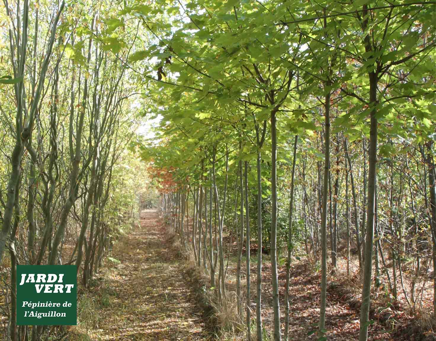 Allée ensoleillée de pépinière bordée de jeunes arbres verts. Au sol, feuilles mortes. Logo: JARDI VERT, Pépinière de l'Aiguillon.