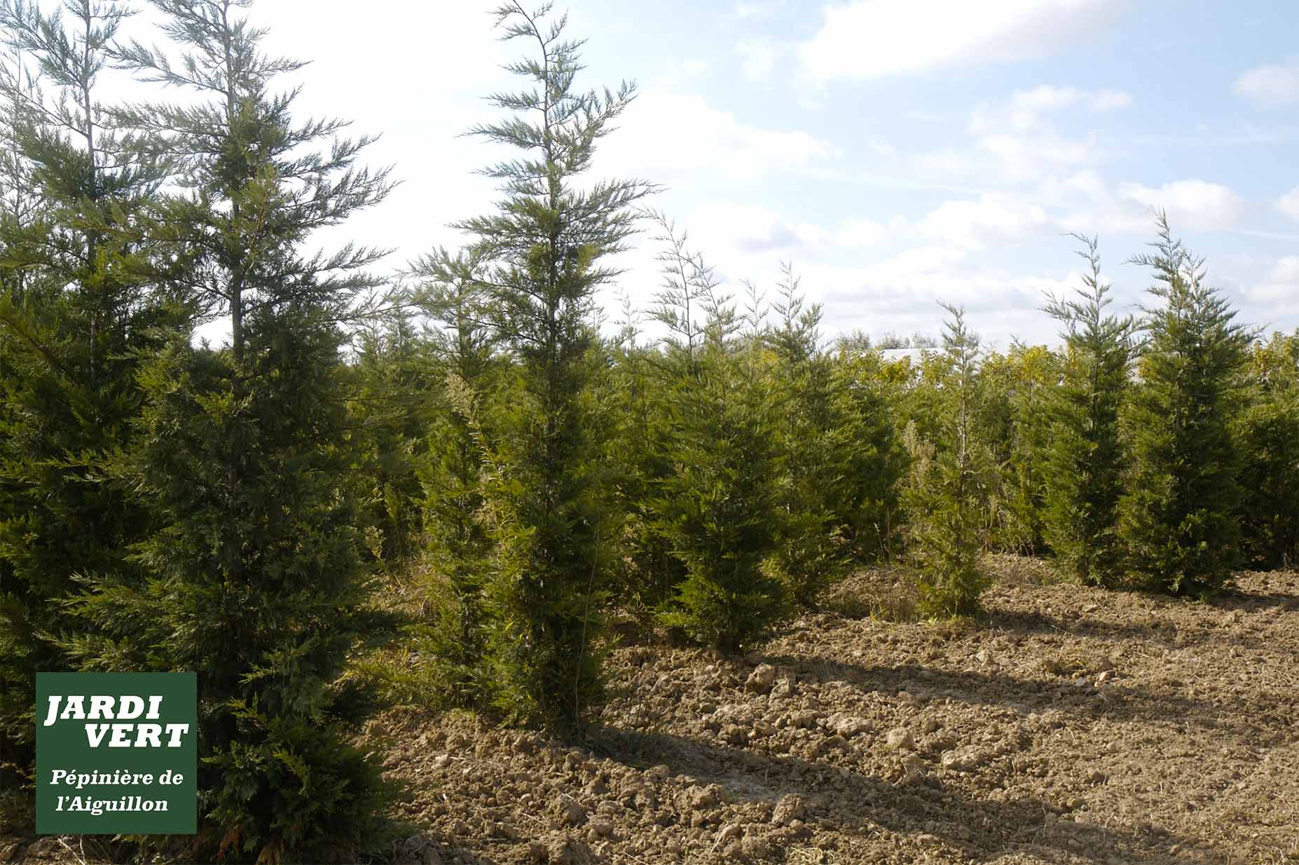 Jeunes conifères verts en rangs dans une pépinière, sol labouré. Logo Jardi Vert Pépinière de l'Aiguillon.