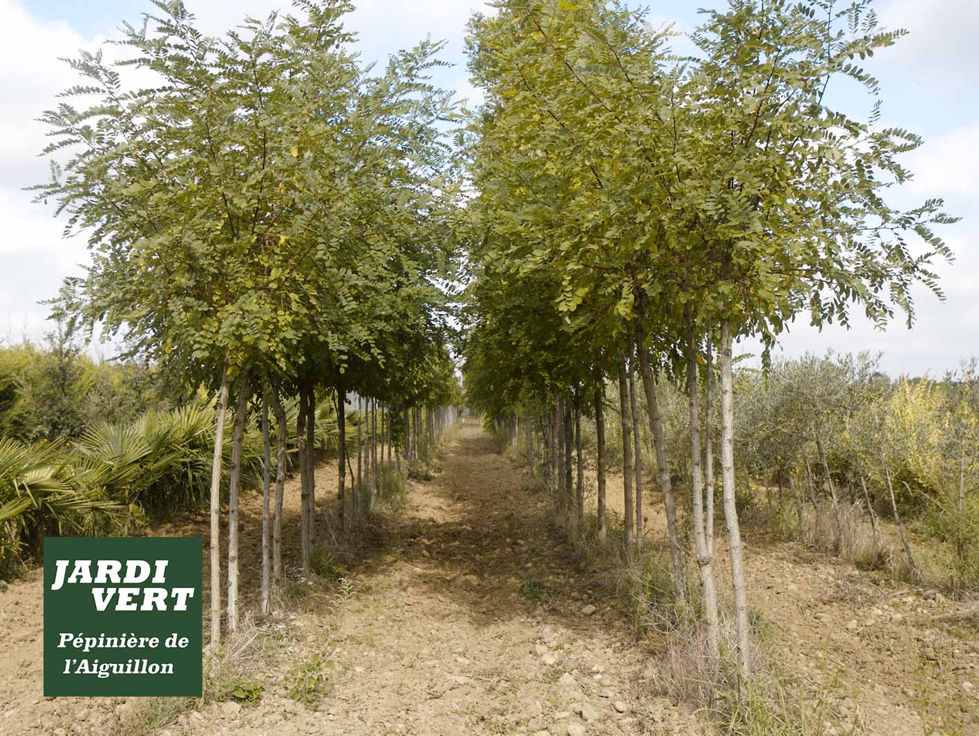 Allée de jeunes arbres à feuillage caduc, probablement des acacias, dans une pépinière : Jardi Vert, Pépinière de l'Aiguillon.