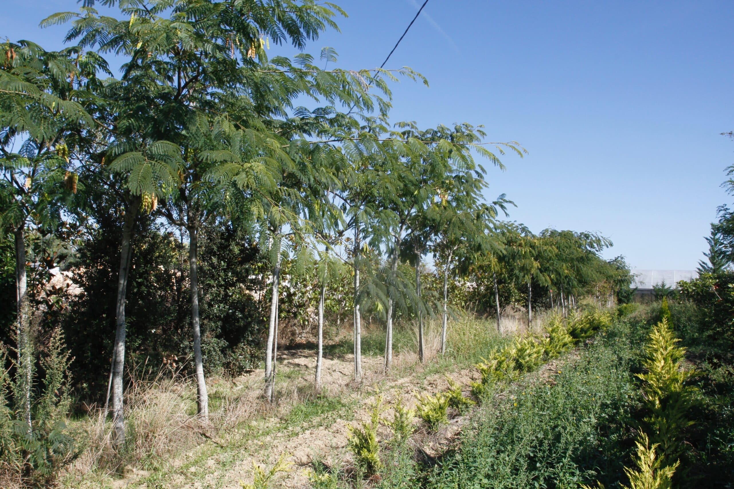Rangée d'arbres jeunes à troncs gris et feuillage penné vert, devant une végétation dense sous un ciel bleu clair.