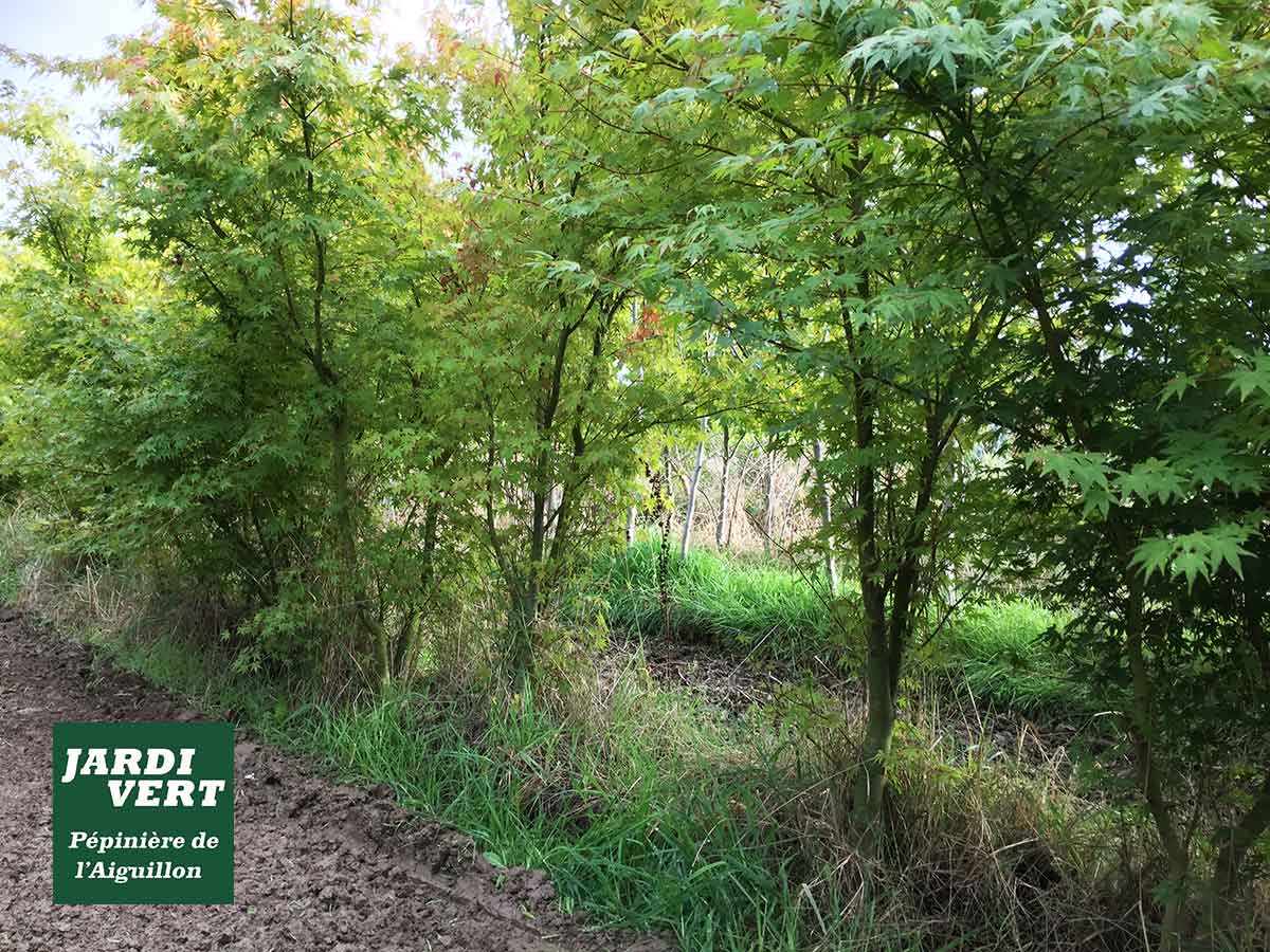Arbres verts feuillus le long d'un chemin de terre boueux. Herbes. Logo "JARDI VERT Pépinière de l'Aiguillon".