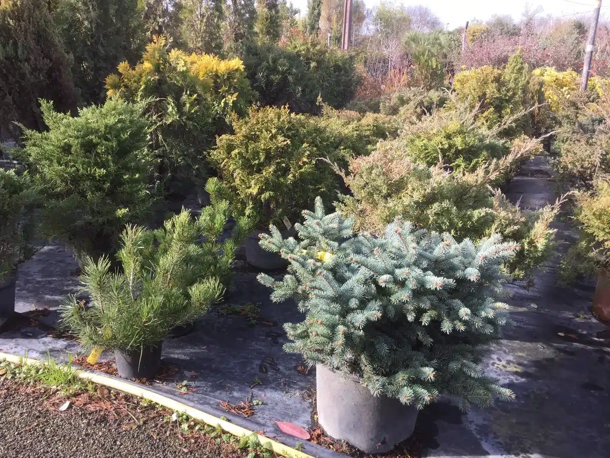 Pépinière de conifères variés en pots. Arbustes verts, jaunes, et sapins bleus sont alignés sur une bâche noire sous le soleil.