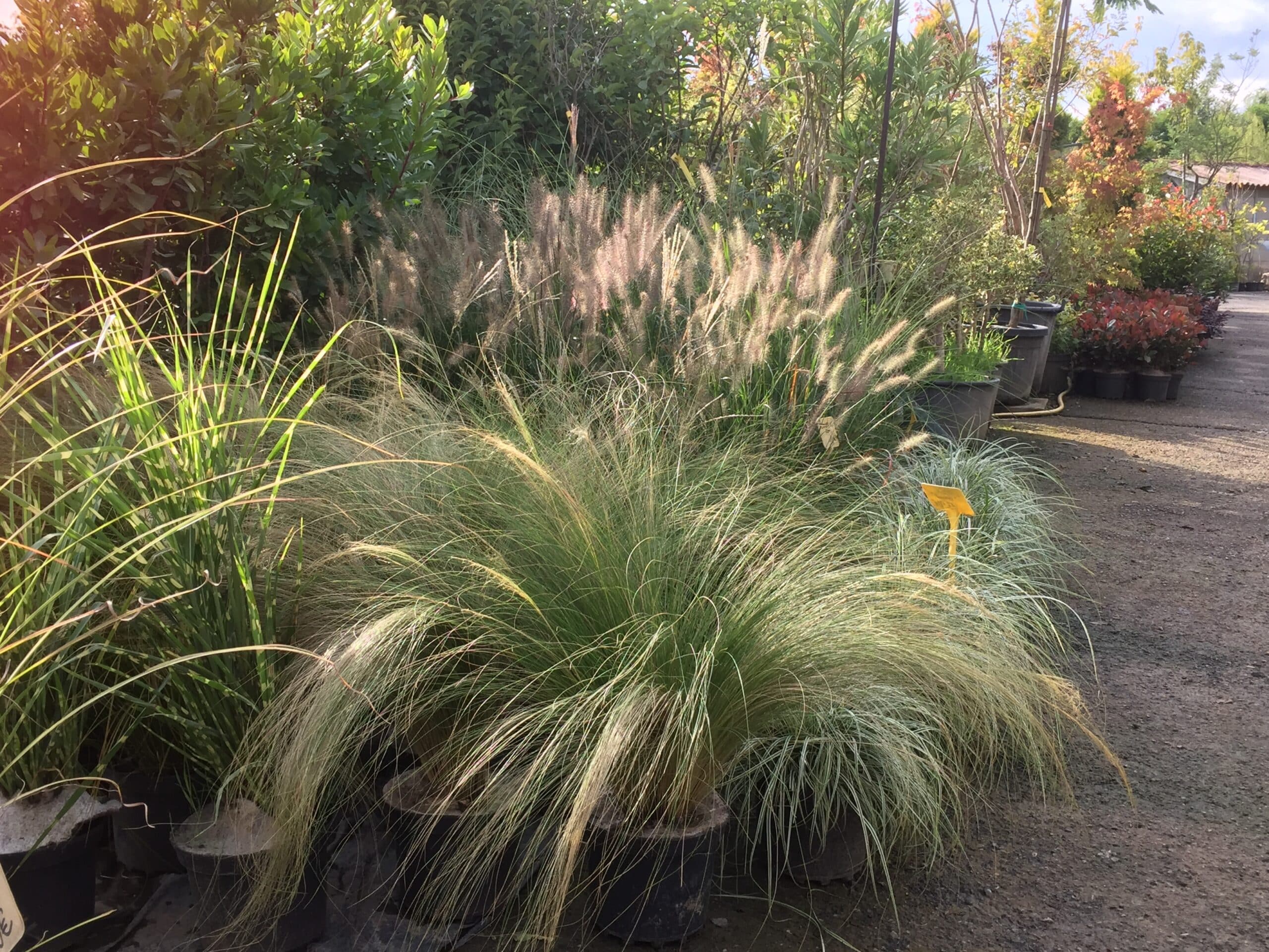 Pépinière ensoleillée avec de grandes graminées ornementales en pots, arbustes verts et feuillages colorés le long d'une allée.