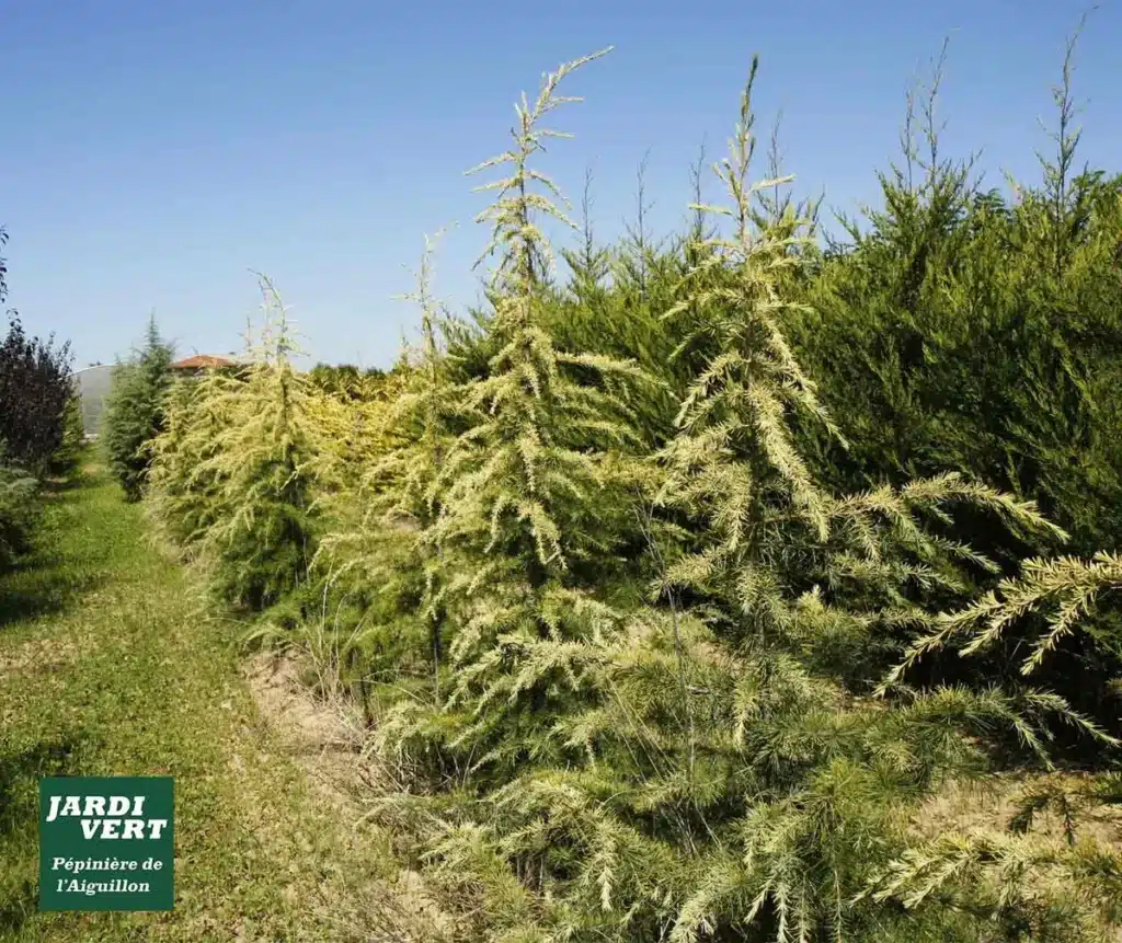 Allée de jeunes cèdres dorés dans une pépinière ensoleillée, avec le logo Jardi Vert Pépinière de l'Aiguillon. Arbres verts en arrière-plan.