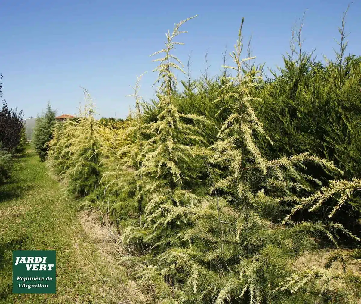 Allée de jeunes cèdres dorés dans une pépinière ensoleillée, avec le logo Jardi Vert Pépinière de l'Aiguillon. Arbres verts en arrière-plan.
