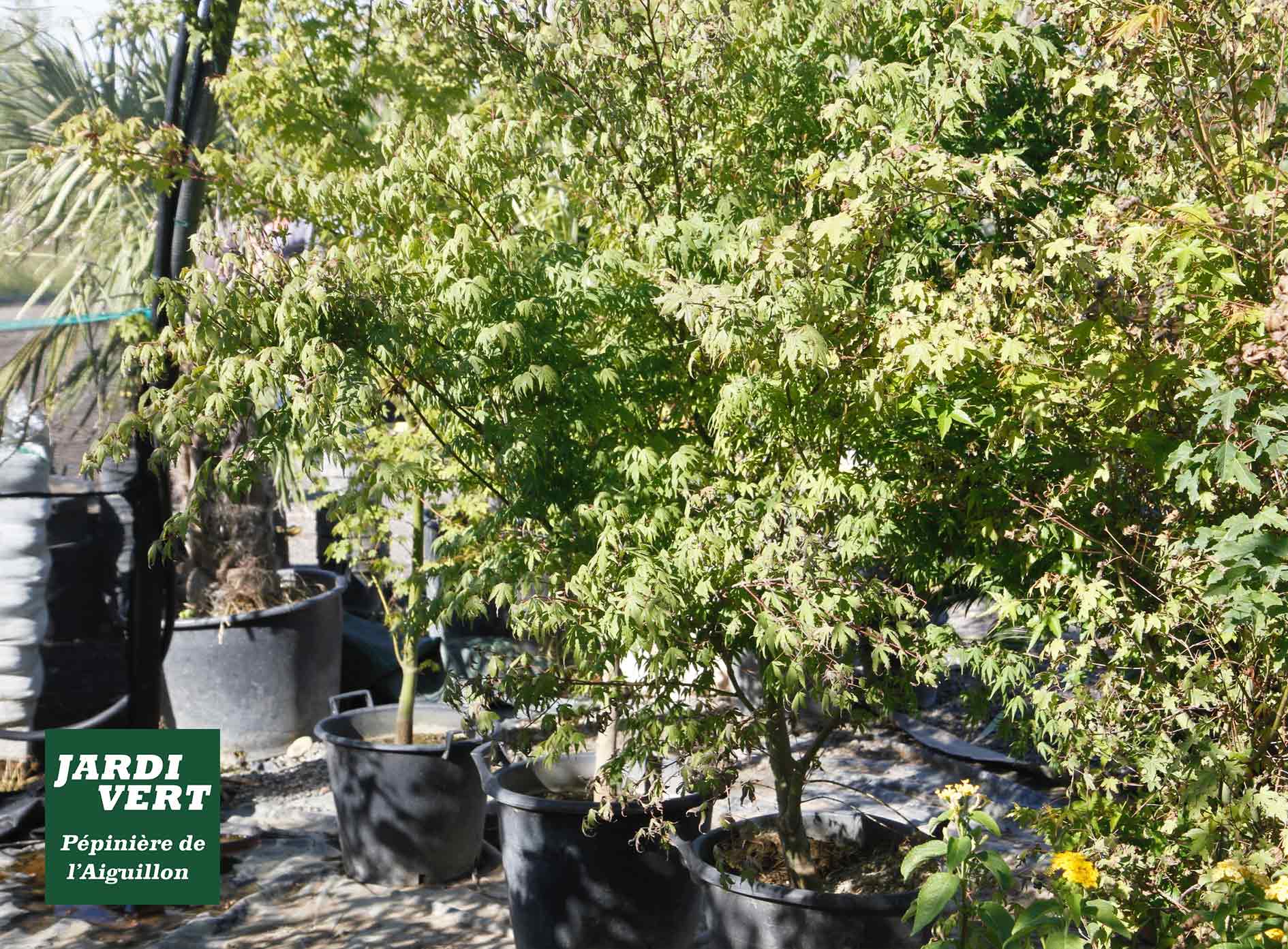 Pépinière Jardi Vert avec divers arbres et arbustes à feuilles vertes en pots noirs, dont des érables japonais. Logo : Pépinière de l'Aiguillon.