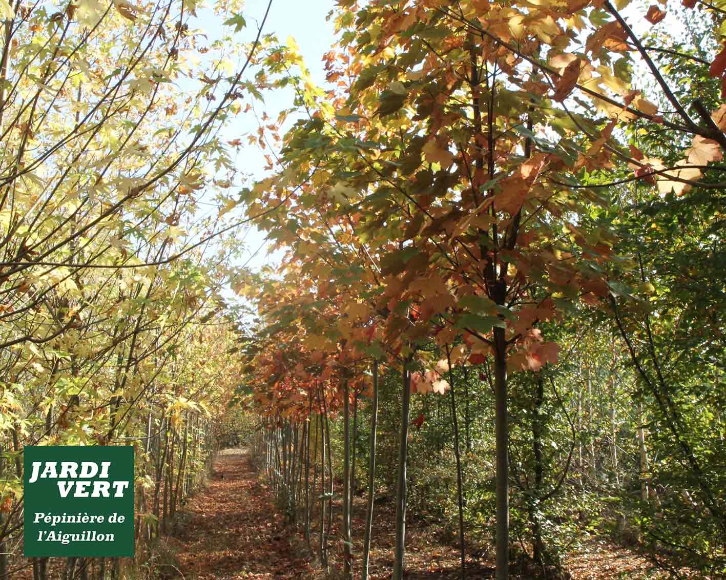 Chemin d'une pépinière en automne, bordé d'arbres aux feuilles jaunes, oranges et brunes. Logo: "Jardi Vert, Pépinière de l'Aiguillon".
