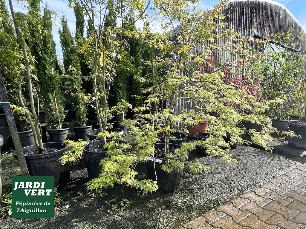 Pépinière Jardi Vert l'Aiguillon: érables du Japon verts panachés, conifères en pots et serre. Chemin pavé ensoleillé.