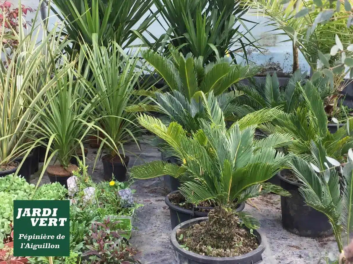 Pépinière de l'Aiguillon: diverses plantes en pots dont yuccas et cycas. Logo Jardivert visible au premier plan.