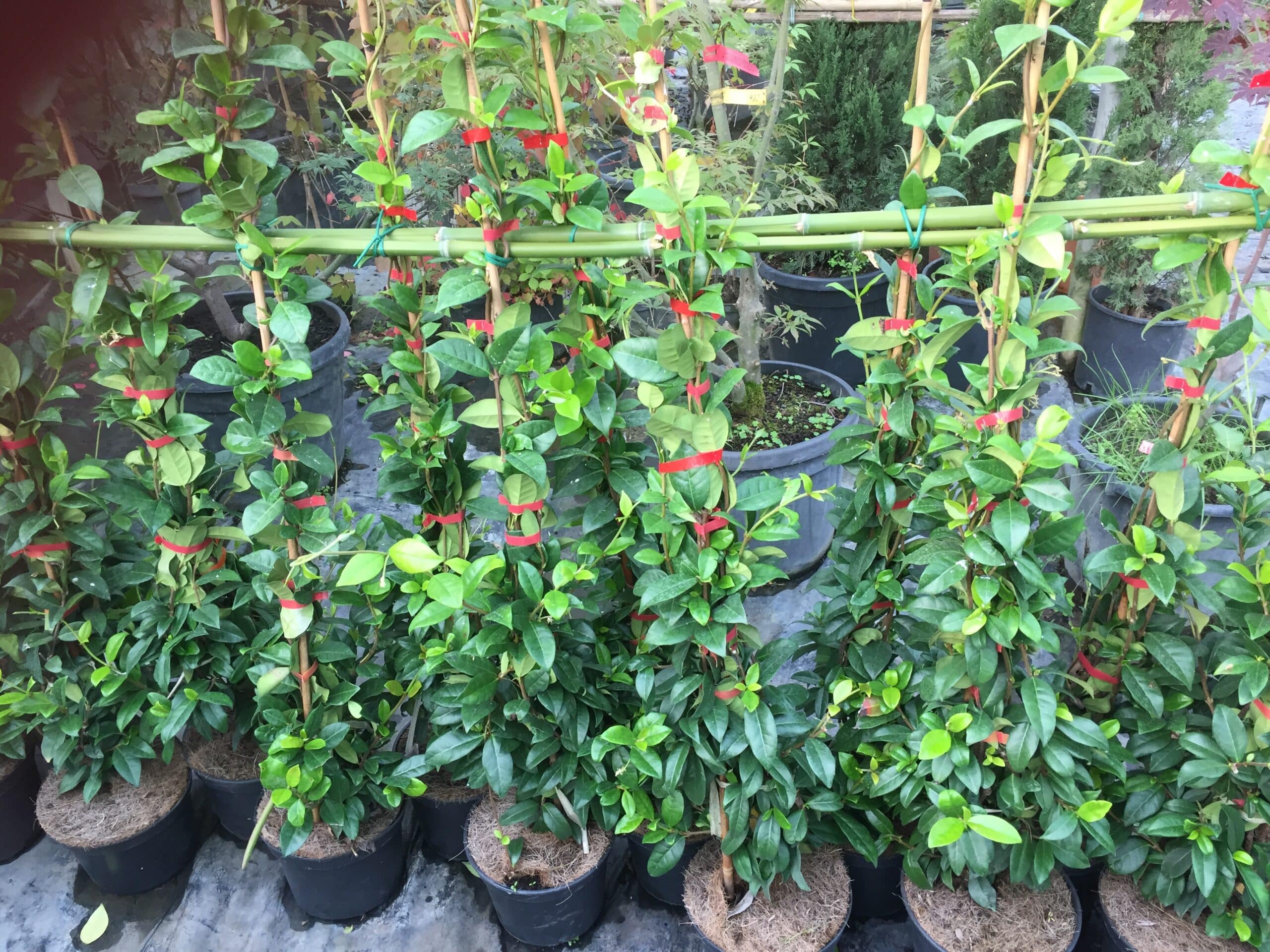 Rangée de jeunes plantes en pots avec feuillage vert luxuriant, tuteurées par des bambous et attachées avec des liens rouges, dans une pépinière.