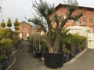 Grand olivier en pot devant une pépinière avec allée bordée de palmiers et plantes. Un chien marche vers un bâtiment en brique 'BUREAU'.