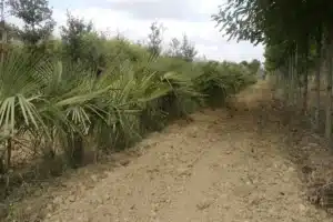Allée de terre battue bordée à gauche de jeunes palmiers nains et à droite d'une rangée d'arbres feuillus en pépinière sous un ciel nuageux.