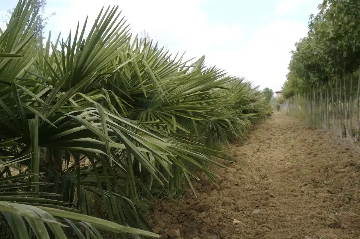 Rangée de palmiers verts et terre labourée au centre d'une pépinière. De jeunes arbres bordent l'autre côté du champ.