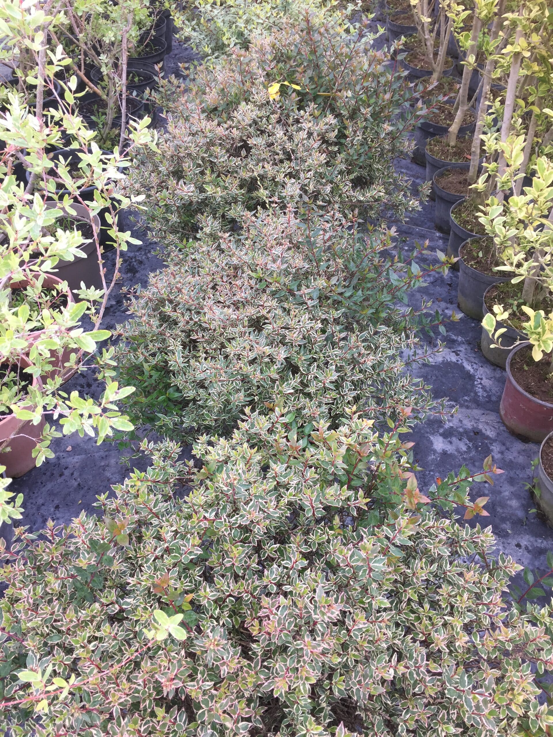 Allées de jeunes arbustes en pots dans une pépinière, dont des plantes au feuillage panaché vert et blanc avec des tiges rouges.