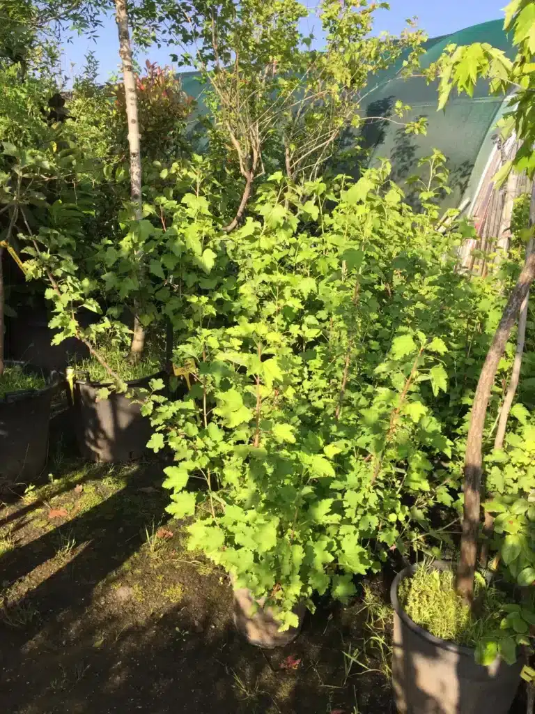 Pépinière ensoleillée avec des arbustes fruitiers en pots noirs. Feuillage vert luxuriant et ombres sur le sol. Une étiquette de prix "18,90" est visible.